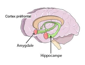 Cortex amygdale hippocampe